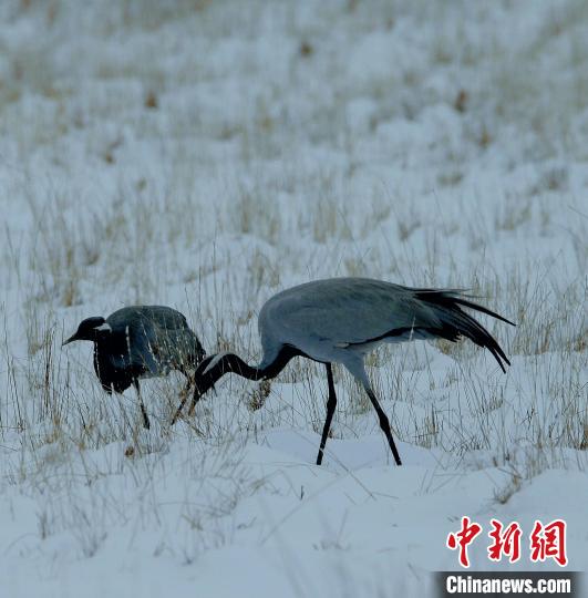 在若爾蓋濕地的蓑羽鶴?！∪魏吻?攝