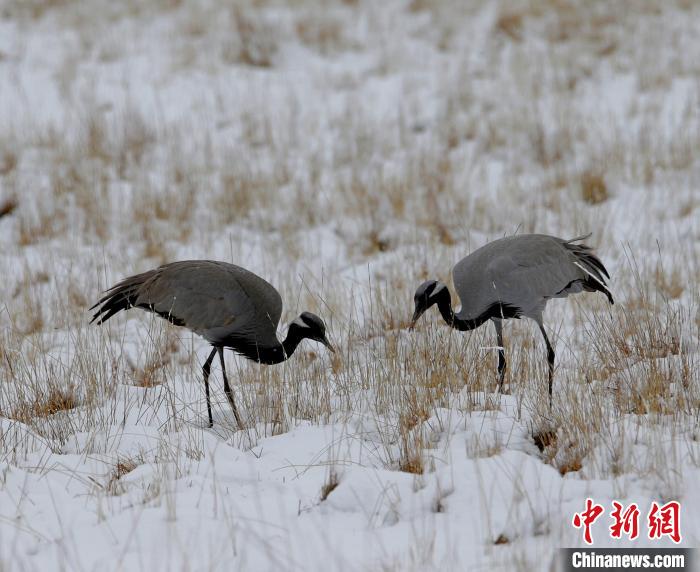 在若爾蓋濕地的蓑羽鶴。　任何清 攝