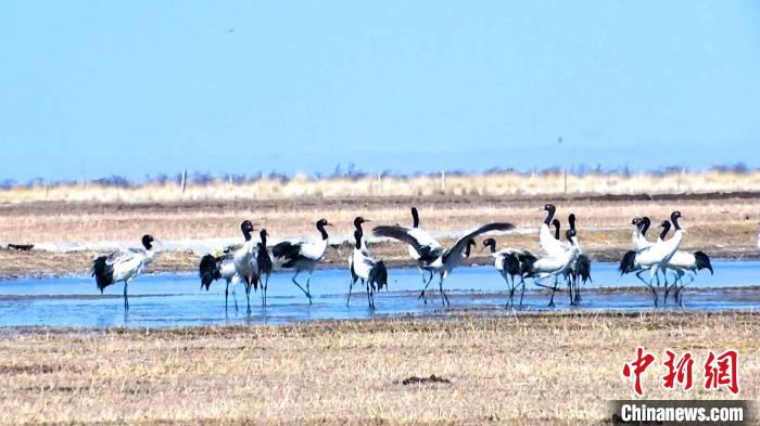 圖為成群的黑頸鶴“翩翩起舞”?！‘斨?攝