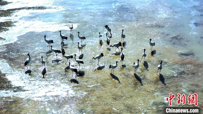 圖為黑頸鶴群駐足休憩。　陳明章 攝