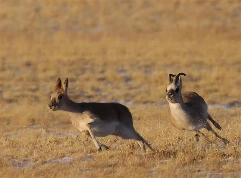藏羚羊。圖片來源：農(nóng)牧民大自然攝影隊