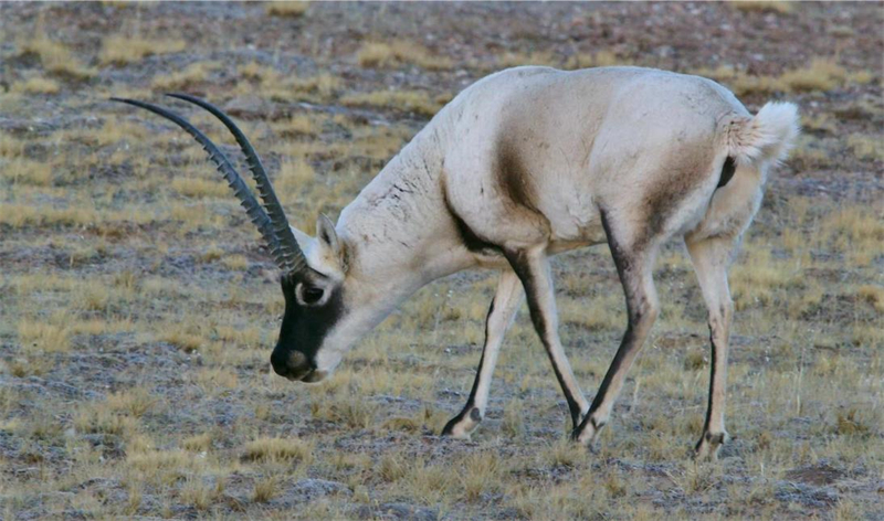 藏羚羊。圖片來源：農(nóng)牧民大自然攝影隊