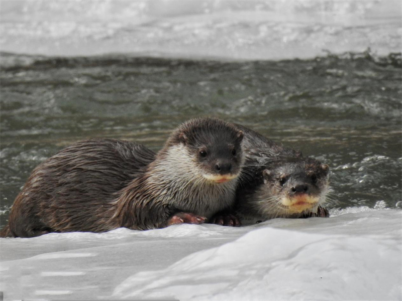 歐亞水獺。圖片來源：農(nóng)牧民大自然攝影隊