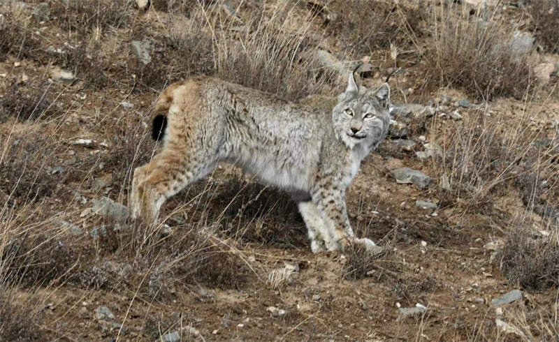 猞猁。圖片來源：農(nóng)牧民大自然攝影隊