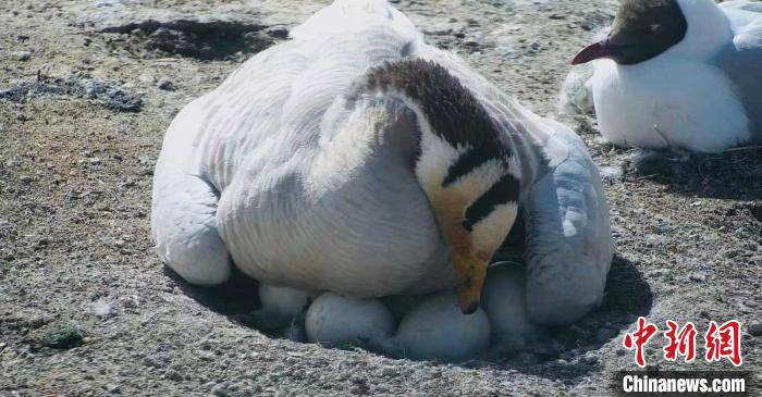 圖為斑頭雁孵蛋?！【G色江河 供圖