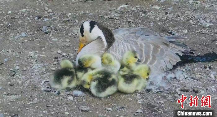 圖為斑頭雁母親和孩子們在一起?！【G色江河 供圖