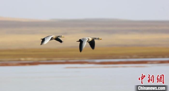 圖為飛翔的斑頭雁。　綠色江河 供圖