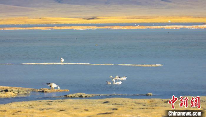 圖為斑頭雁在班德湖中休憩?！【G色江河 供圖