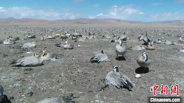 圖為斑頭雁在空地上孵蛋?！【G色江河 供圖