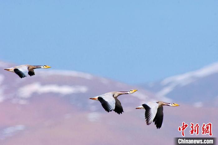 圖為斑頭雁在空中飛行?！【G色江河 供圖