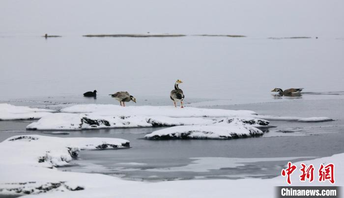 圖為斑頭雁在班德湖邊嬉戲?！【G色江河 供圖