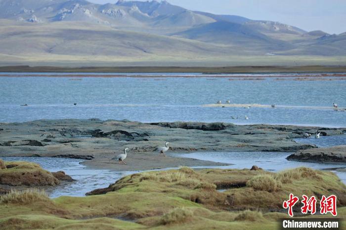 圖為斑頭雁在班德湖中覓食。　綠色江河 供圖