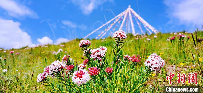 圖為草原一角?！?韓麗 　攝