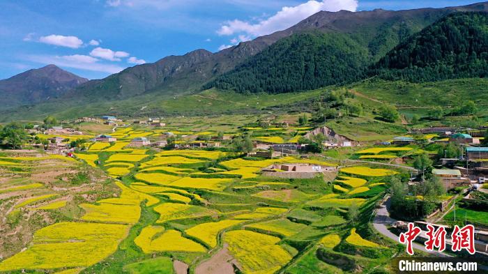 圖為加吾鄉(xiāng)的油菜花。　關(guān)卻才讓 攝