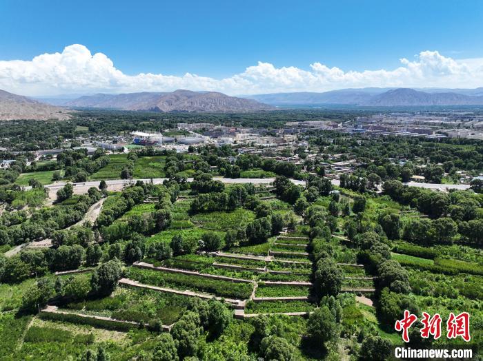 航拍貴德縣黃河岸畔綠意盎然?！●R銘言 攝