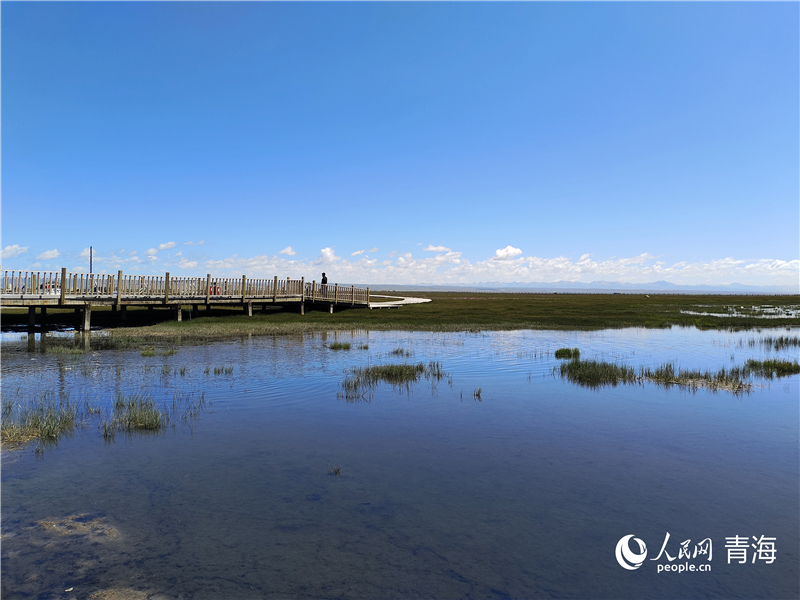 青海湖仙女灣。人民網(wǎng) 張莉萍攝