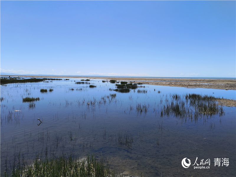   青海湖仙女灣。人民網 張莉萍攝
