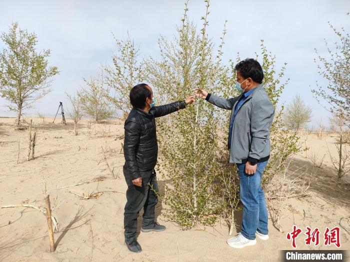 柴達木盆地的護林員：守護，只為那一片綠