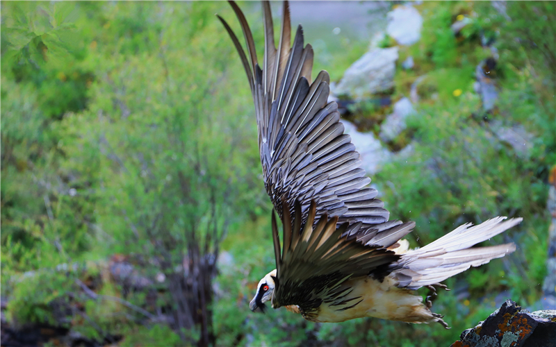 胡兀鷲。江文江措攝
