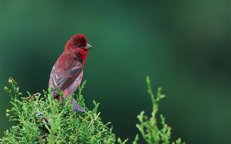 普通朱雀。江文江措攝