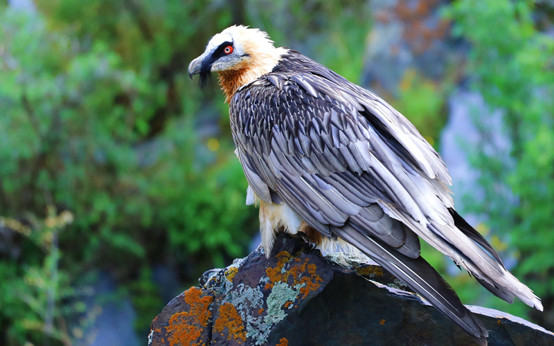 胡兀鷲。江文江措攝