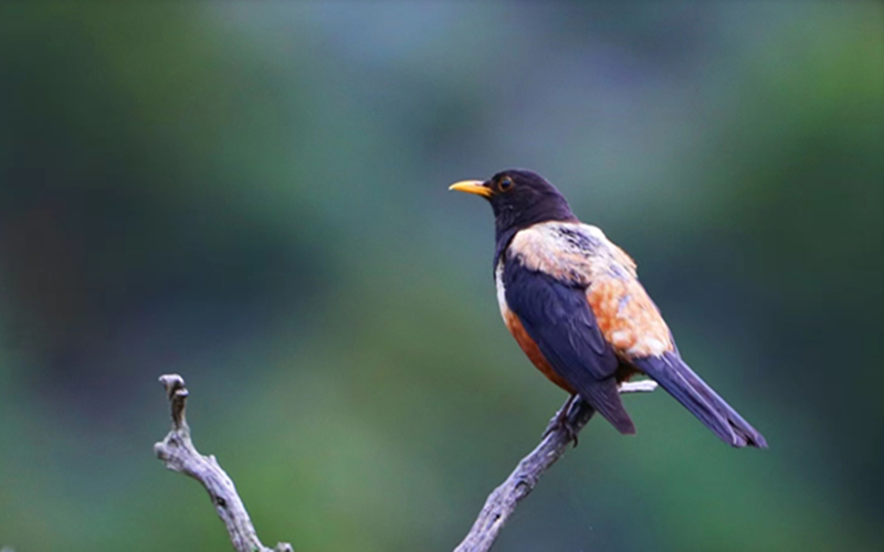 棕背黑頭鶇。江文江措攝