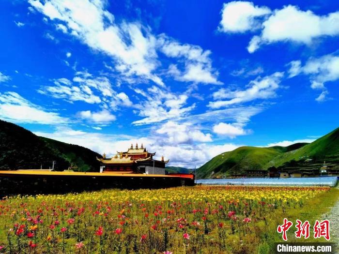 近百畝百合花競相開放，景色誘人。　壤塘縣委宣傳部供圖