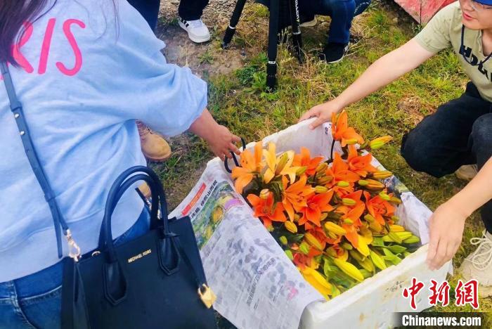 村民采摘百合花?！∪捞量h委宣傳部供圖