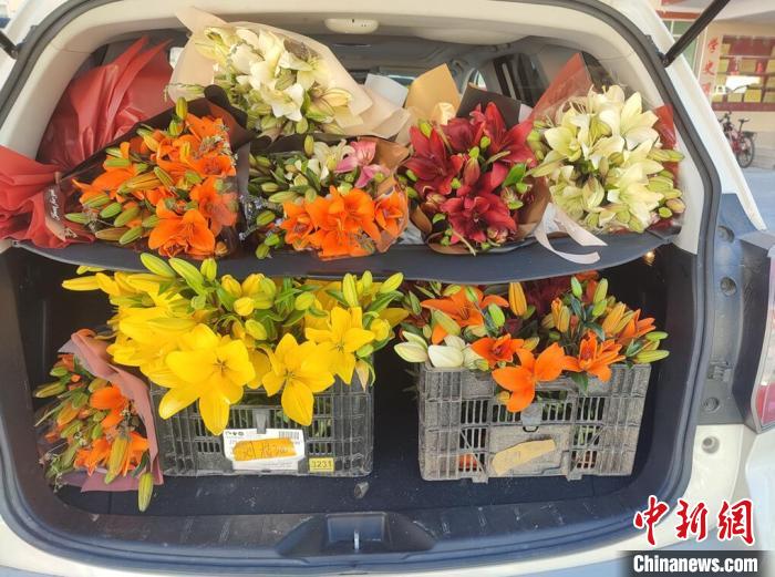 剛剛采摘下來的百合花。　壤塘縣委宣傳部供圖