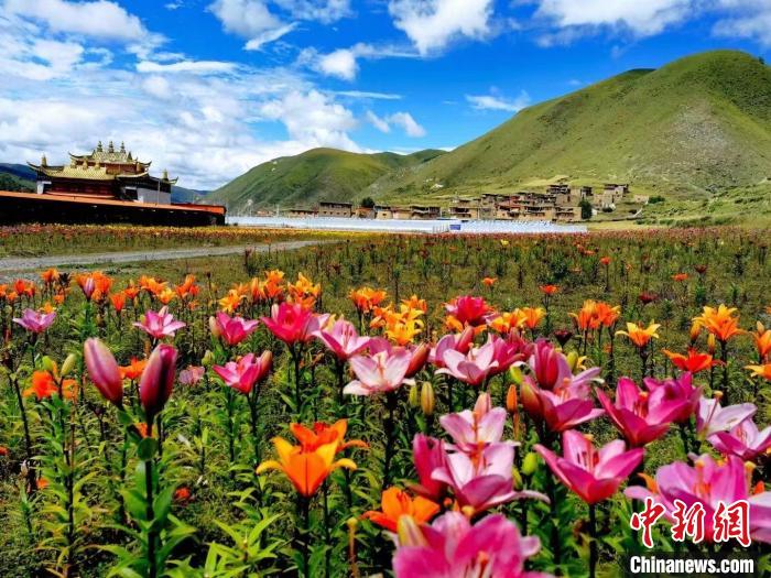 近百畝百合花競相開放，景色誘人。　壤塘縣委宣傳部供圖