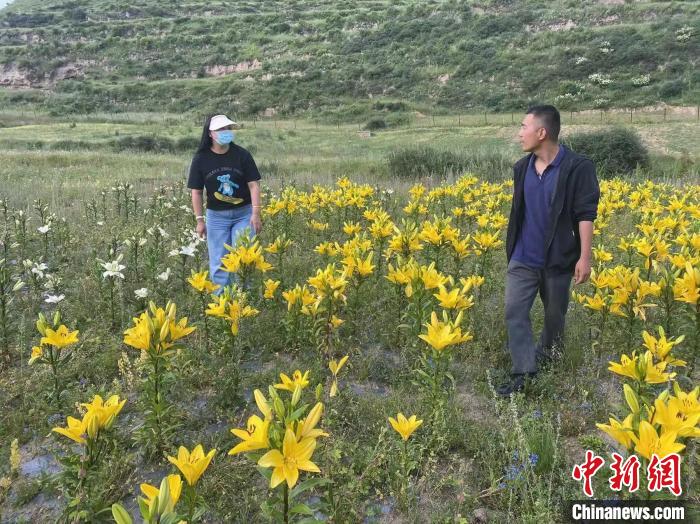 村民采摘百合花?！∪捞量h委宣傳部供圖