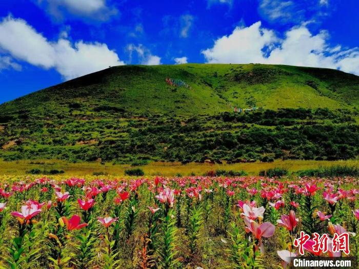 近百畝百合花競相開放，景色誘人?！∪捞量h委宣傳部供圖