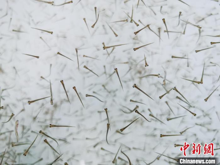 探訪青海湖湟魚(yú)“育嬰室”：“密集”育苗，體重10克放流