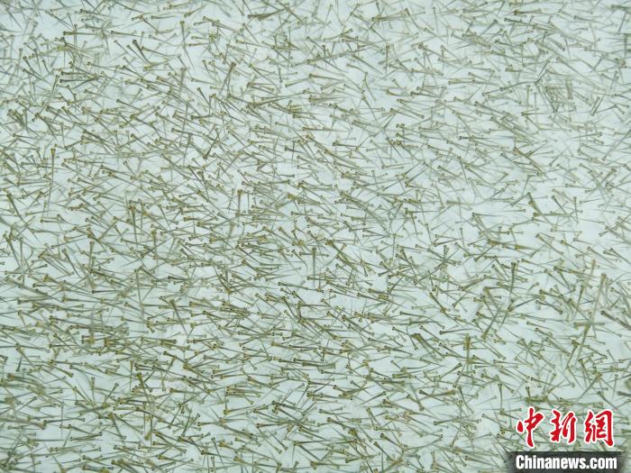 圖為密集培育的魚(yú)苗。　張?zhí)砀?攝
