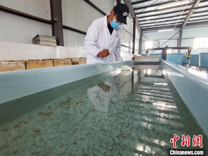 圖為工作人員檢查魚(yú)苗?！?zhí)砀?攝