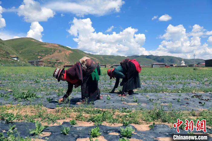 四川壤塘:千畝高原蔬菜基地為居民餐桌帶來新變化