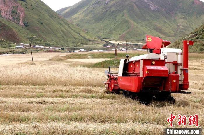 圖為秋收現(xiàn)場?！∮駱渲菸麄鞑抗﹫D