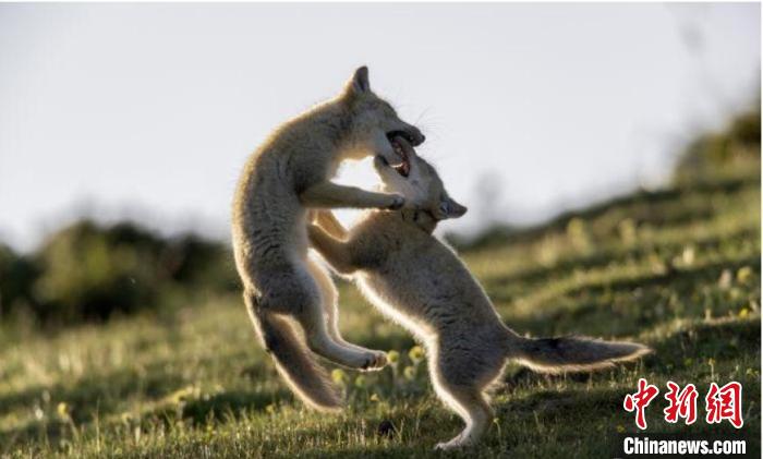 圖為郝進(jìn)芳的作品《難分勝負(fù)》?！∏嗪Ｊ∑钸B山自然保護(hù)協(xié)會(huì)供圖