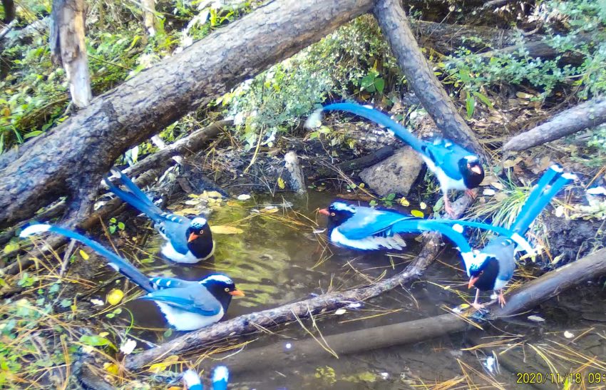 紅嘴藍(lán)鵲。涼山州委宣傳部供圖