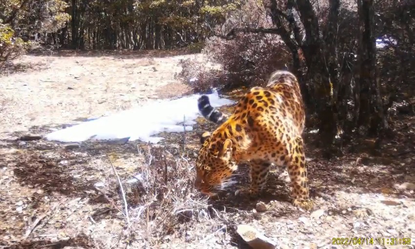 金錢豹。涼山州委宣傳部供圖