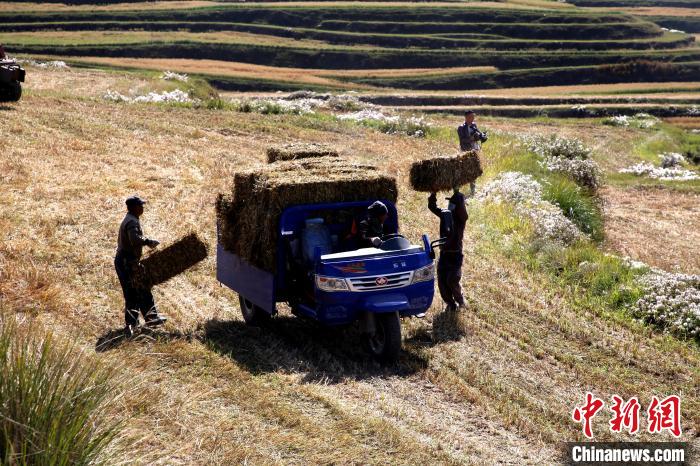 圖為飼草晾曬、打捆?！●R芝芬 攝