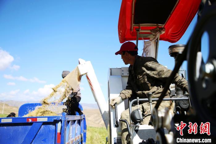 圖為飼草收割?！●R芝芬 攝