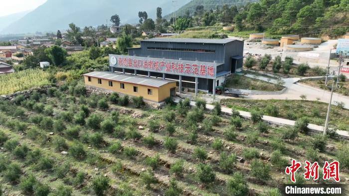 伍合村的油橄欖種植基地?！「呒午?攝