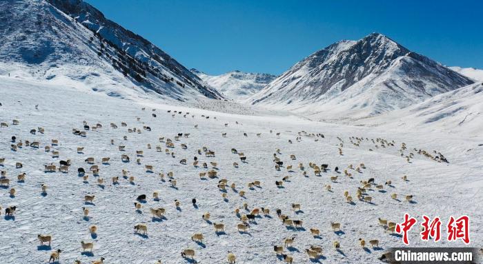 圖為羊群在雪地里覓食?！《继m縣融媒體中心供圖