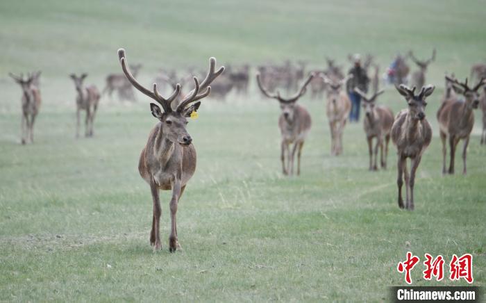 2022年夏日時(shí)節(jié)，甘肅張掖市肅南縣祁連山下的馬鹿養(yǎng)殖基地。(資料圖) 楊艷敏 攝