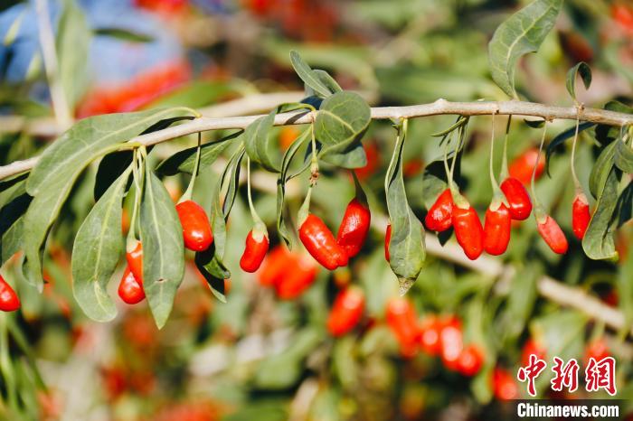 圖為柴達木盆地有機枸杞?！O睿 攝