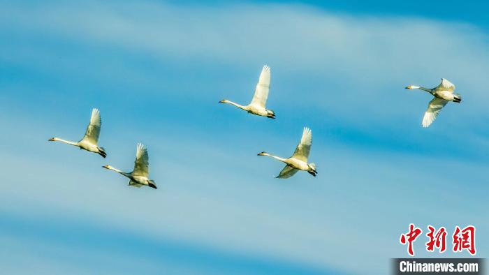 圖為天鵝在空中飛翔?！『螁⒔?攝