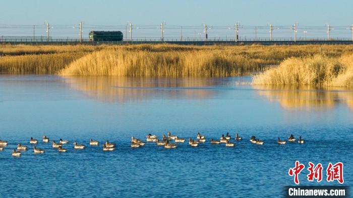 圖為多種野生鳥類在湖中游蕩?！『螁⒔?攝