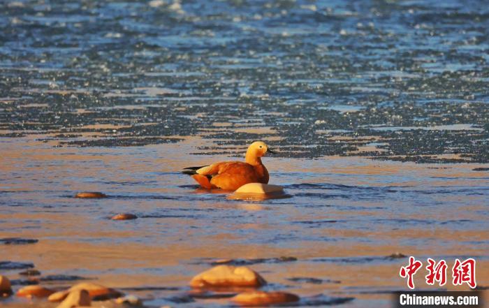 圖為赤麻鴨自在游曳?！“兹斩〔冀?攝