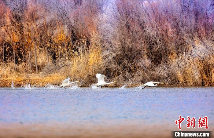 圖為起舞的天鵝與碧波蕩漾的湖面相映成趣?！『喖s 攝